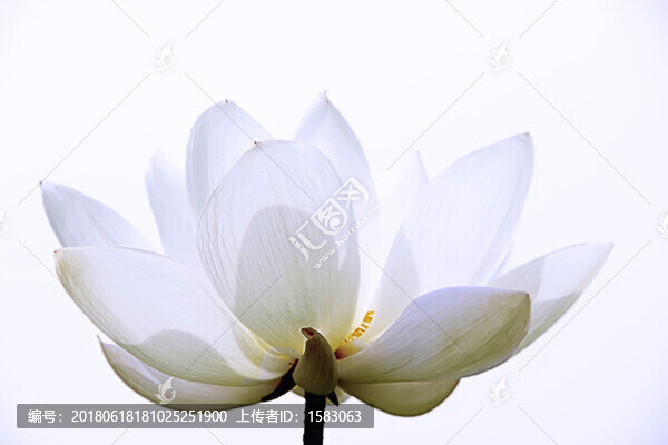 荷花,白蓮花