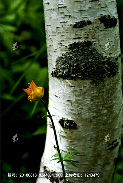 白樺樹金蓮花