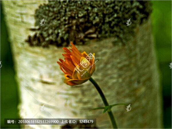 白樺樹金蓮花