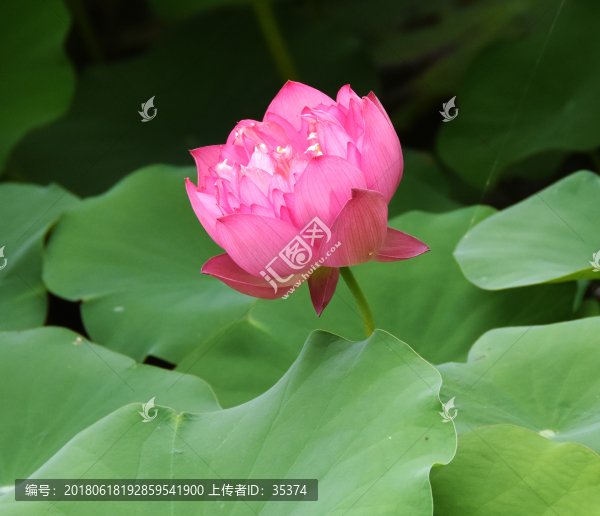 荷花