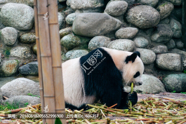 大熊貓