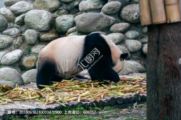 大熊貓