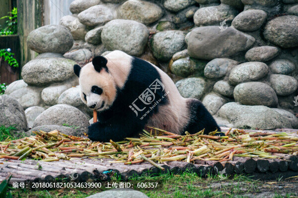 大熊貓