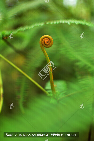 HT蕨類植物的卷曲的嫩芽