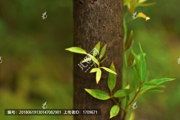 HT樹上芽