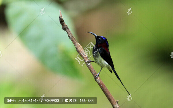 黑胸太陽鳥