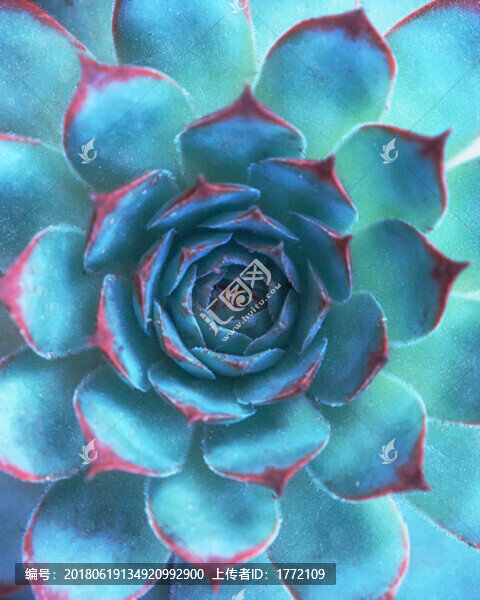 多肉植物