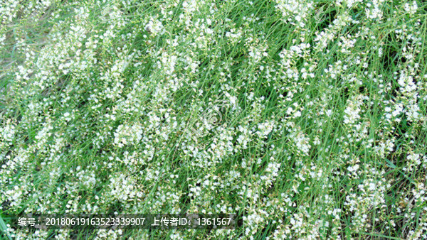 植物背景素材