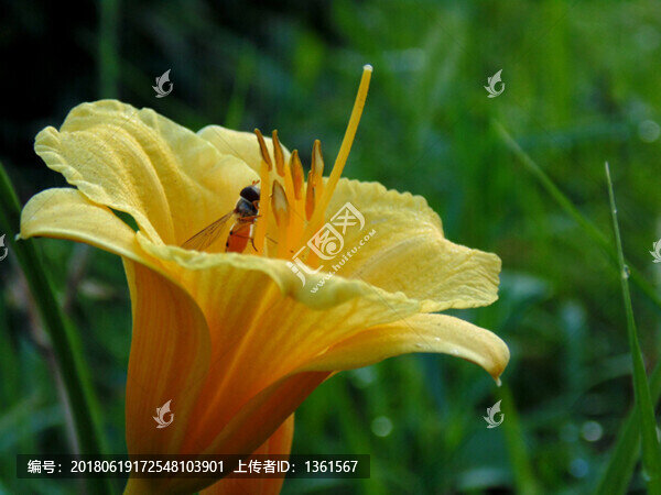 花瓣圖片