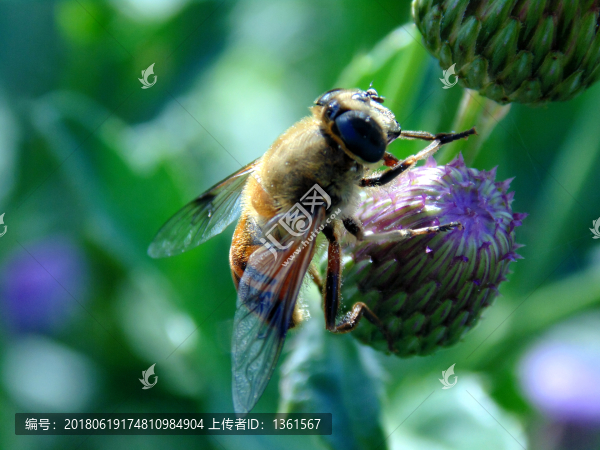 蜜蜂覓食