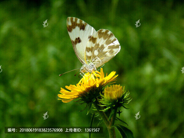 花蝶圖片