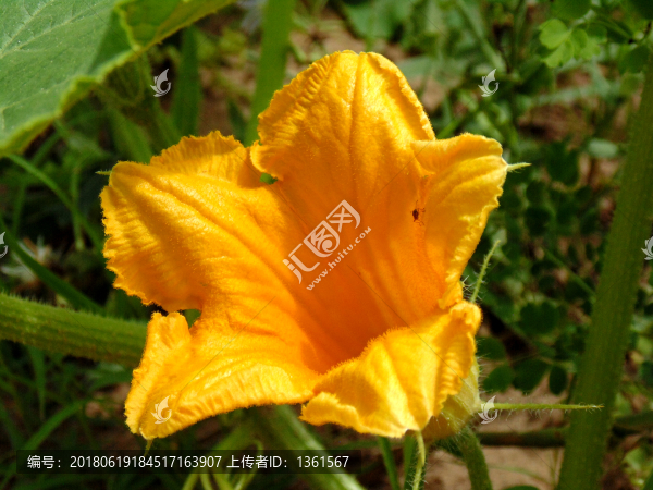 南瓜花