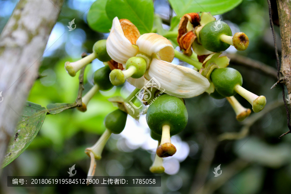 剛開始生長(zhǎng)的桔子
