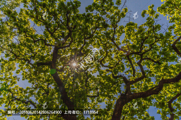 遼寧丹東大孤山古樹橡樹風(fēng)光