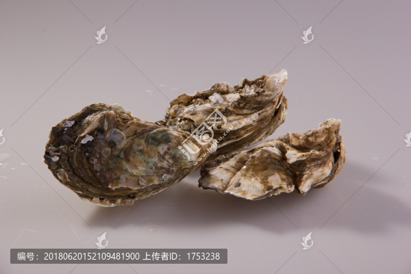 牡蛎壳