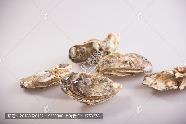 牡蛎壳