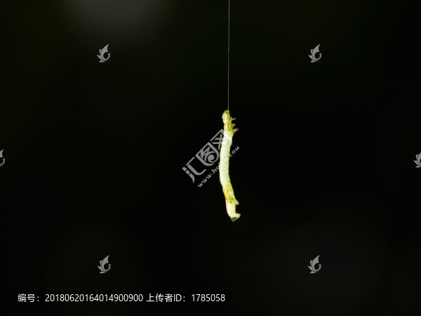 豆蟲拉絲