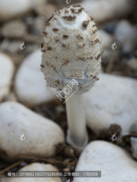 蘑菇