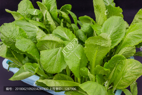 羅馬生菜