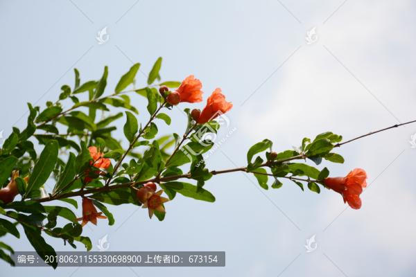 石榴花