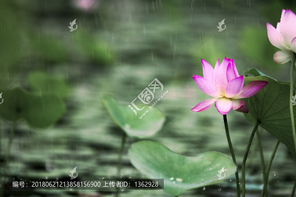 雨荷