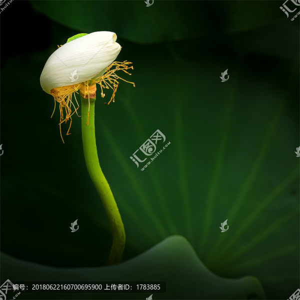 荷花之戀