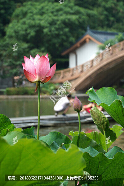荷花蓮花