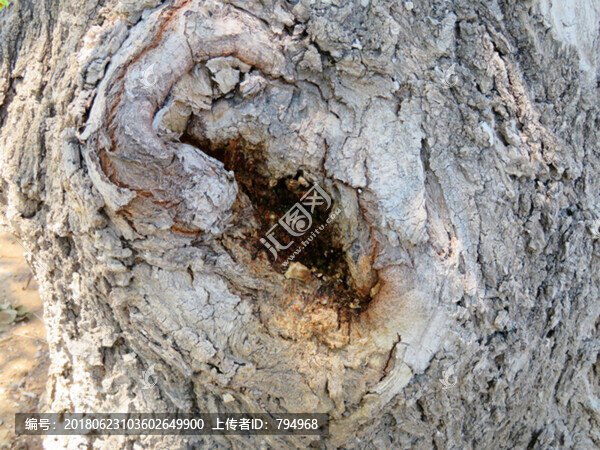 樹木病蟲害