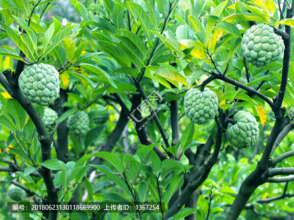釋迦果