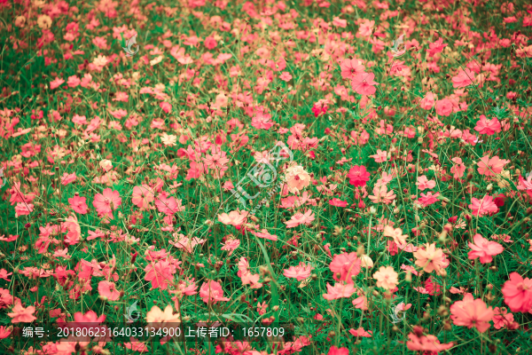 花叢