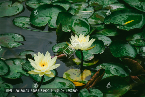 蓮花
