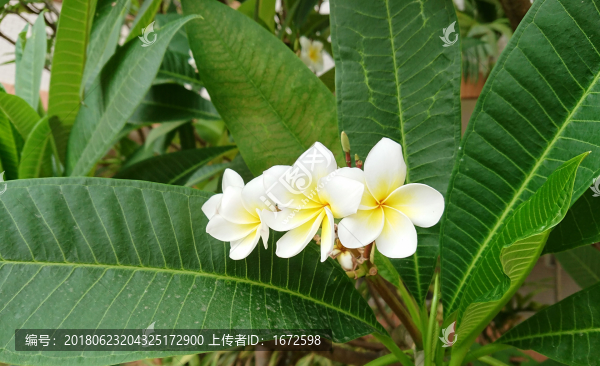 雞蛋花