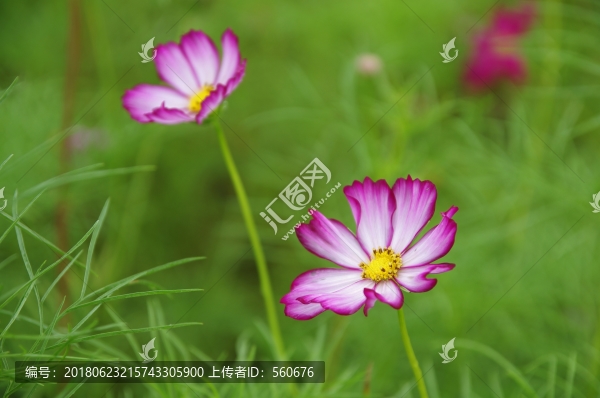 花海