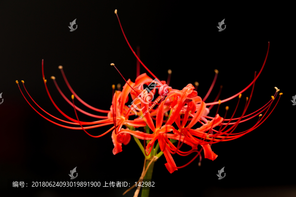 曼珠沙華,彼岸花