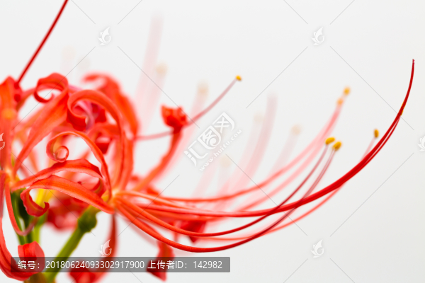 曼珠沙華,彼岸花