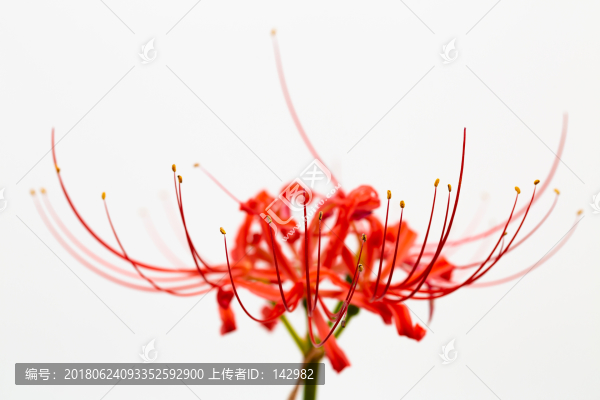 曼珠沙華,彼岸花