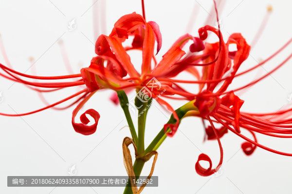 曼珠沙華,彼岸花