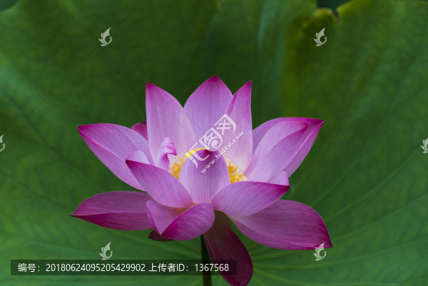 荷花,攝影素材