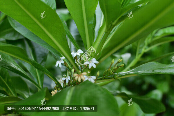 樹植物葉子小白花
