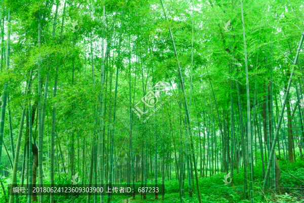 綠竹林竹海