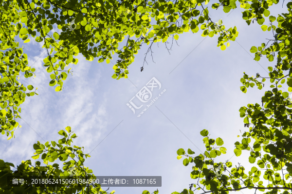 綠樹葉邊框