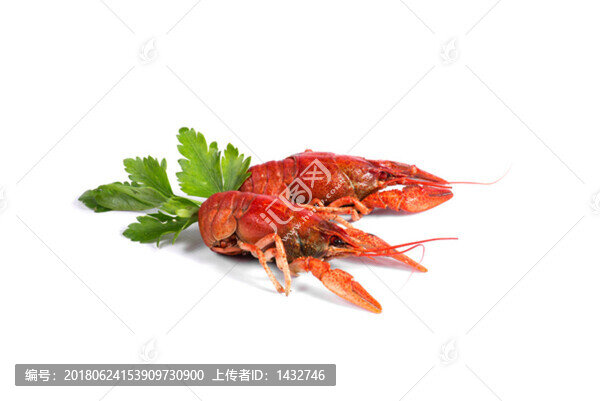 美味大紅蝦