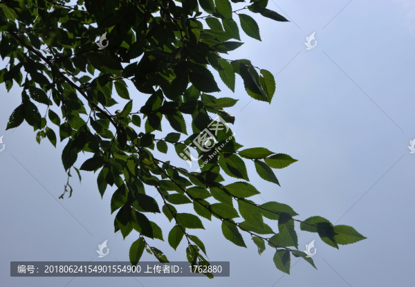 樹葉與藍天