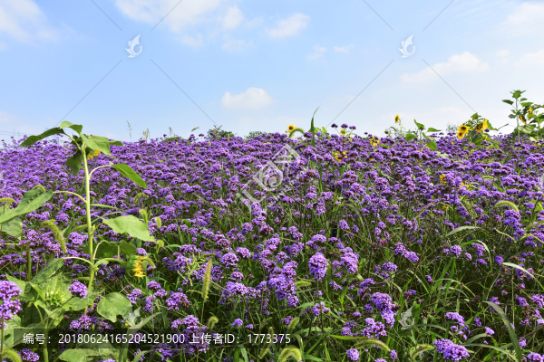 馬鞭草花海