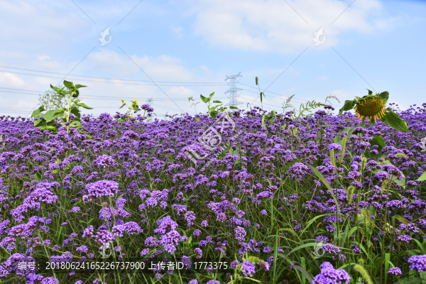 馬鞭草花海