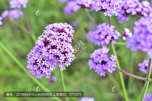 馬鞭草