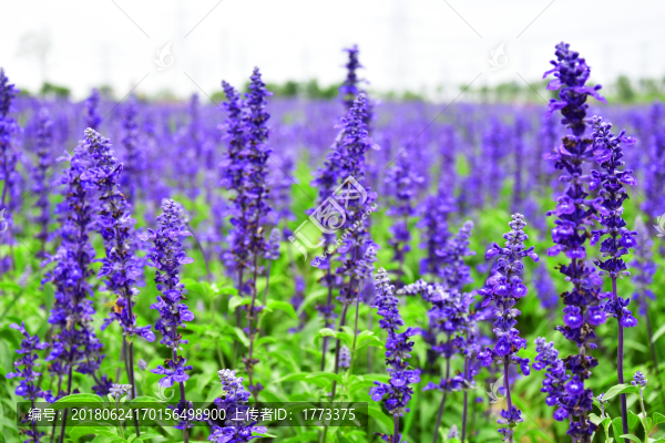 薰衣草花海
