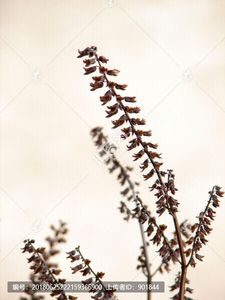 紫蘇干枯的輪傘花序