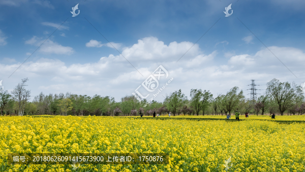 藍(lán)天下的油菜花