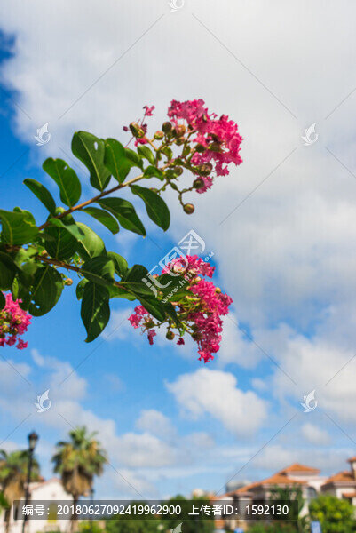 細葉紫薇園林景觀花